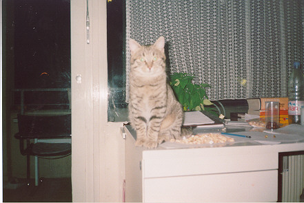 cat1.jpg (52896 bytes)
